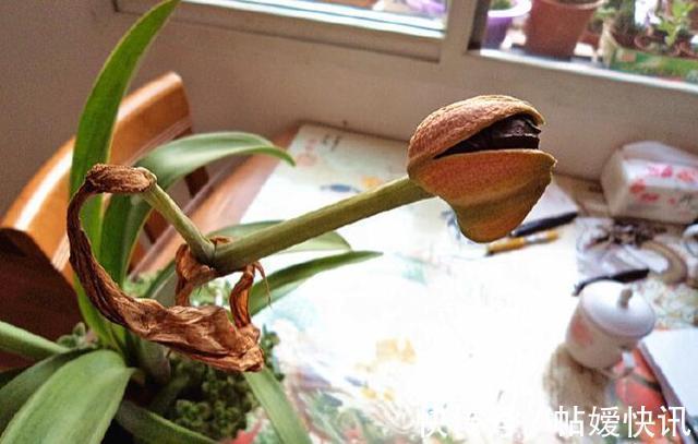 光照|春天养这花,花大如碗,独特漂亮,开完后,简单处理后 能再开花