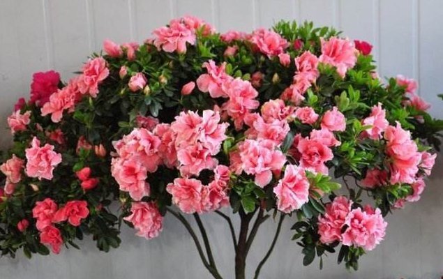 养花新手注意3种花公认的“难养”,别冒险,否则养了都可惜