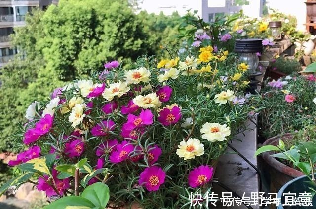 枝条|有院子一定要养“2种”花，剪1根枝条“沾土就活”，变成小花园！