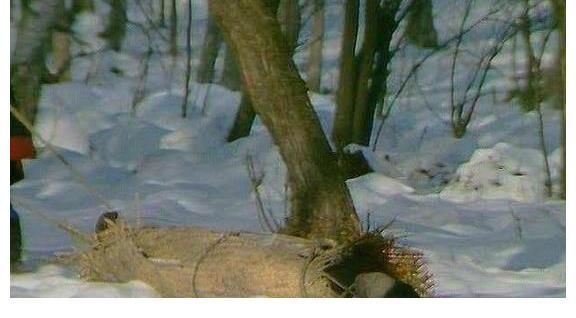 判词!王熙凤死后被扔乱葬岗?错,她的结局也许比这更悲剧!