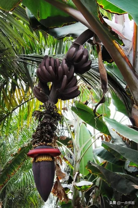 教程@图文教程——芭蕉画法