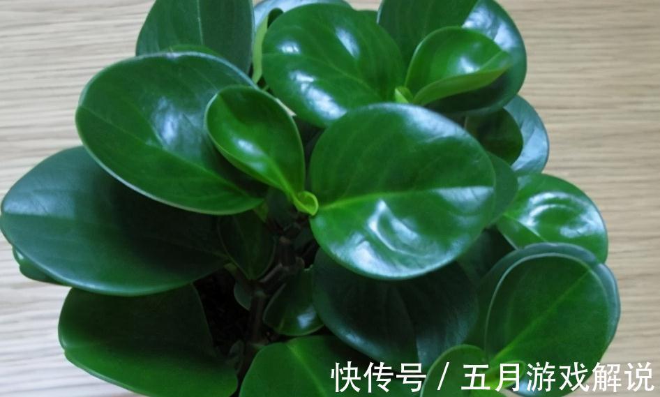 入冬以后,4种小盆花很受欢迎,价格亲民,好养易活,喜欢吗