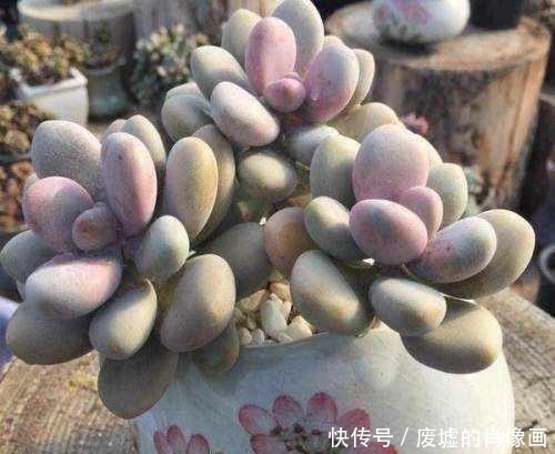 浇水|最容易养爆盆的5种多肉,一不小心就霸占了阳台!