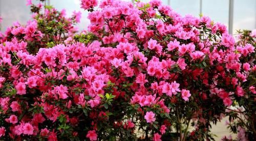  盆景|把杜鹃花养成盆景，你需要一些小技巧