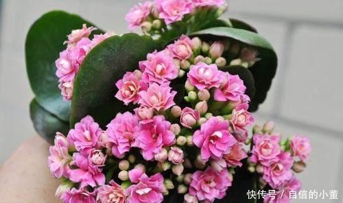 简单|今年的长寿花一直在消苞,别慌,简单几步教给你,开花爆盆不见叶