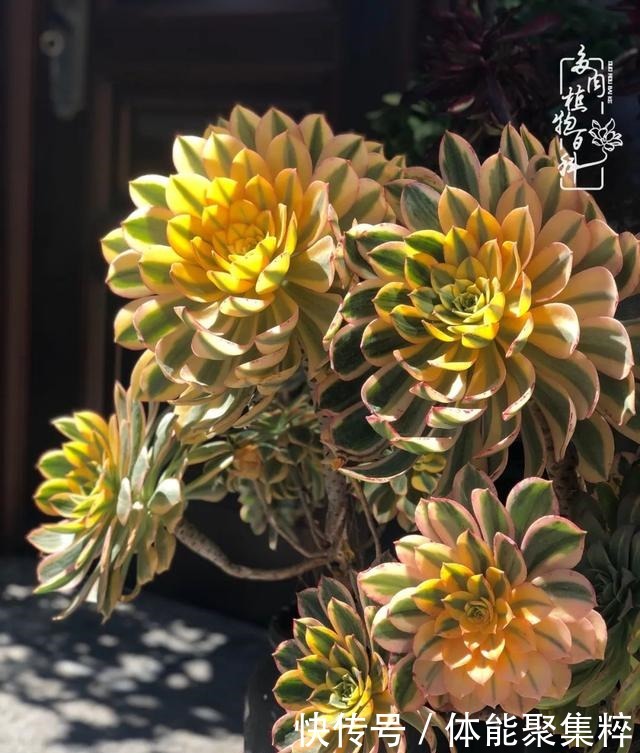 在茜的多肉小院里，花时间种快乐！在茜的多肉小院里，花时间种快乐！