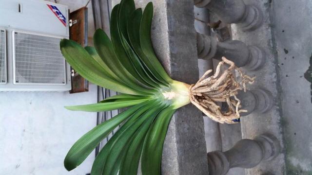 君子兰换盆时要剪根别太随意，剪错会整盆死