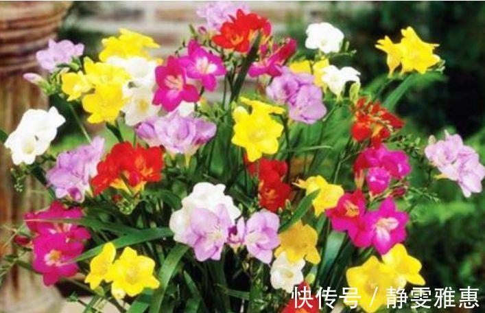 4种花,超爱开花,一年四季开花不断,旺运一整年