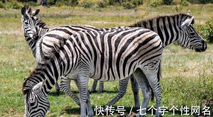 巨蜥|完全冻结的木蛙，与人类指纹几乎相同的考拉，你不知道的生物知识