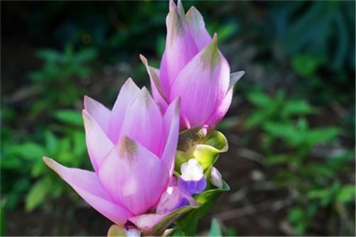 养花|4种花，花朵小巧玲珑，花色艳丽缤纷非常优美