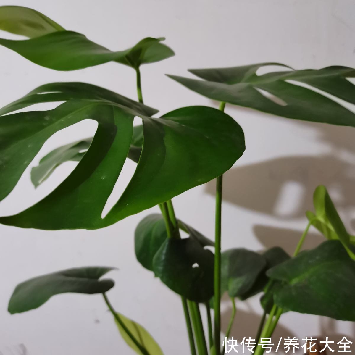 龟背竹|适合“贱养”的4种花，养在客厅还能镇宅，越不管长得越壮