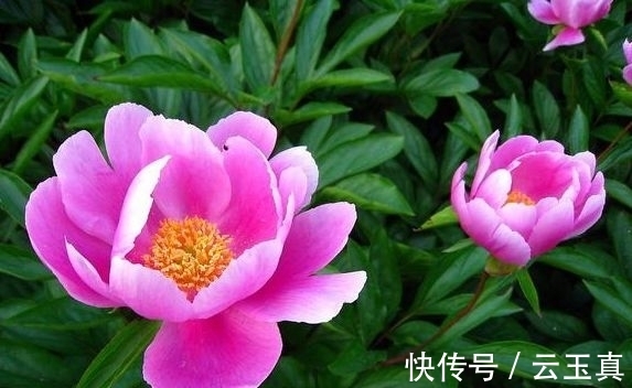 农历9月24霜降后,养什么花?以下3种花,招财进宝大富大贵