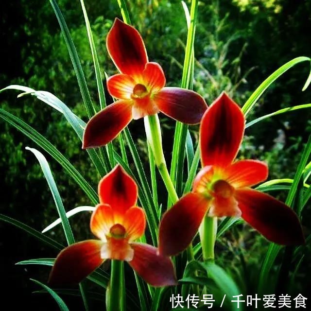 兰花|这种植物堪称“国兰第一红”,红艳而不俗,新手也能养好