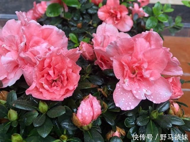 叶子|6种花一天不浇水,叶子就耷拉,缺水3天就死翘