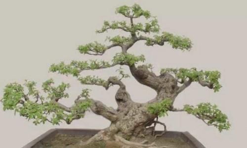 黄荆做盆景,掌握好几个细节,成活率高,观赏性强