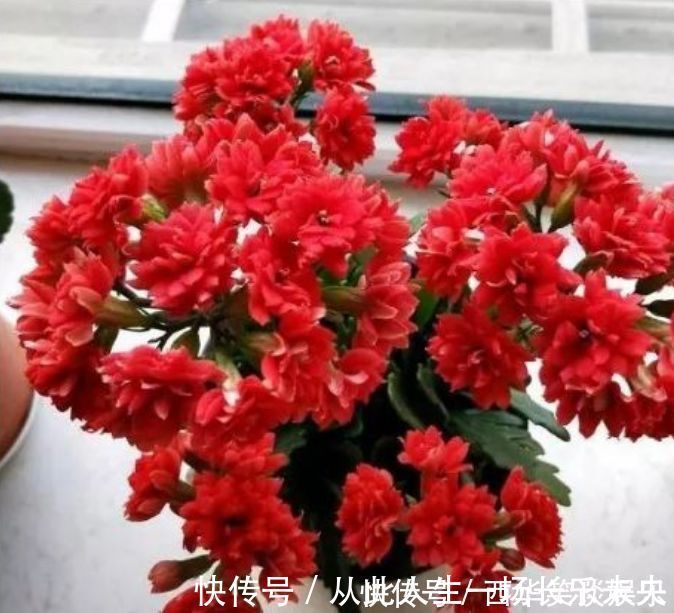 种花|3种花深受花友的喜欢,开花爆盆很简单,一次开花300朵