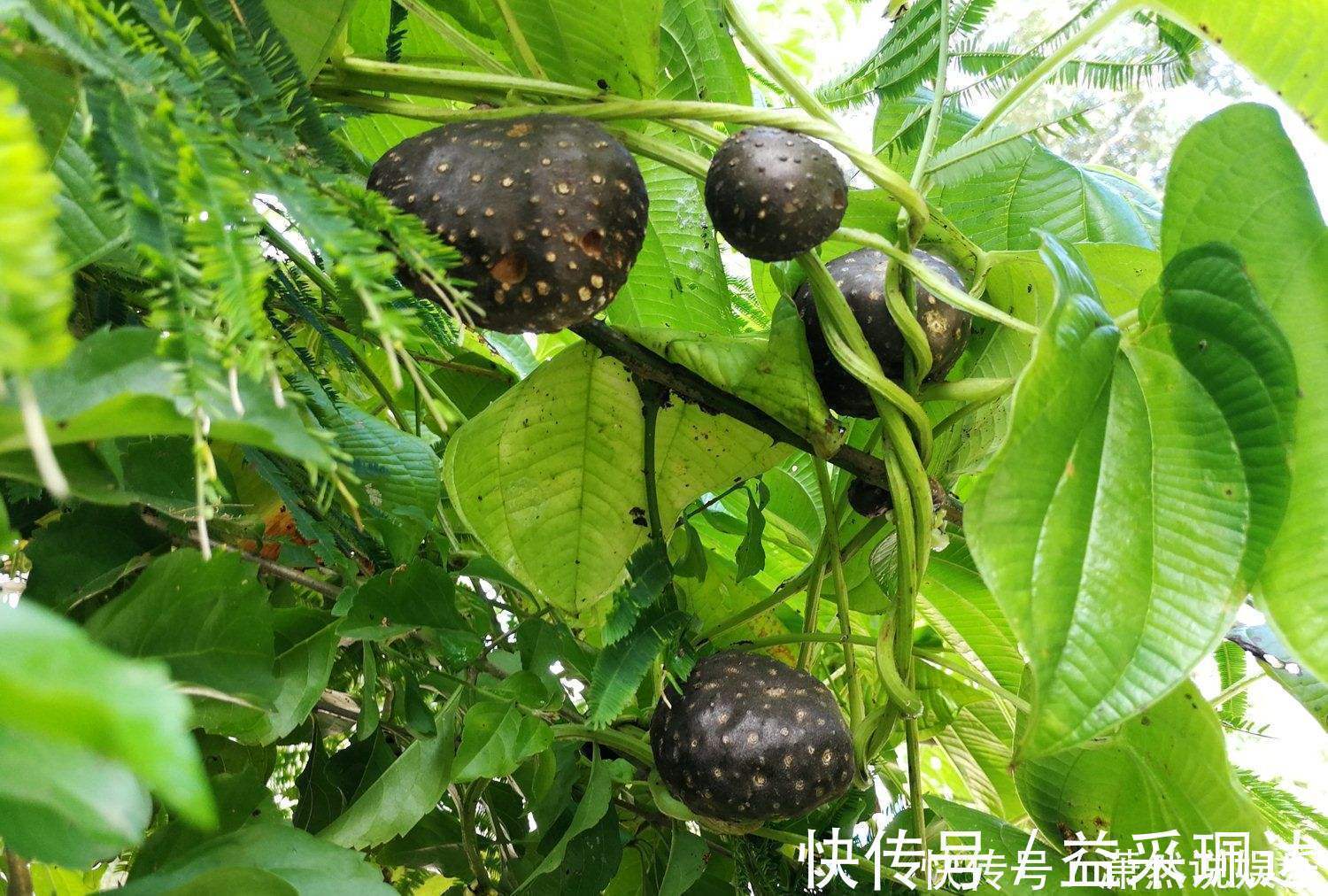 神农本草经|补气是“提高免疫力”最快方法,一味中药补肺气、补脾气、补肾气