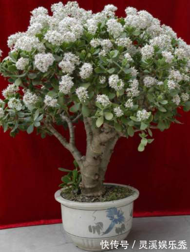 6种植物,花开富贵“好兆头”,能养开花是“高手”,你家有吗?