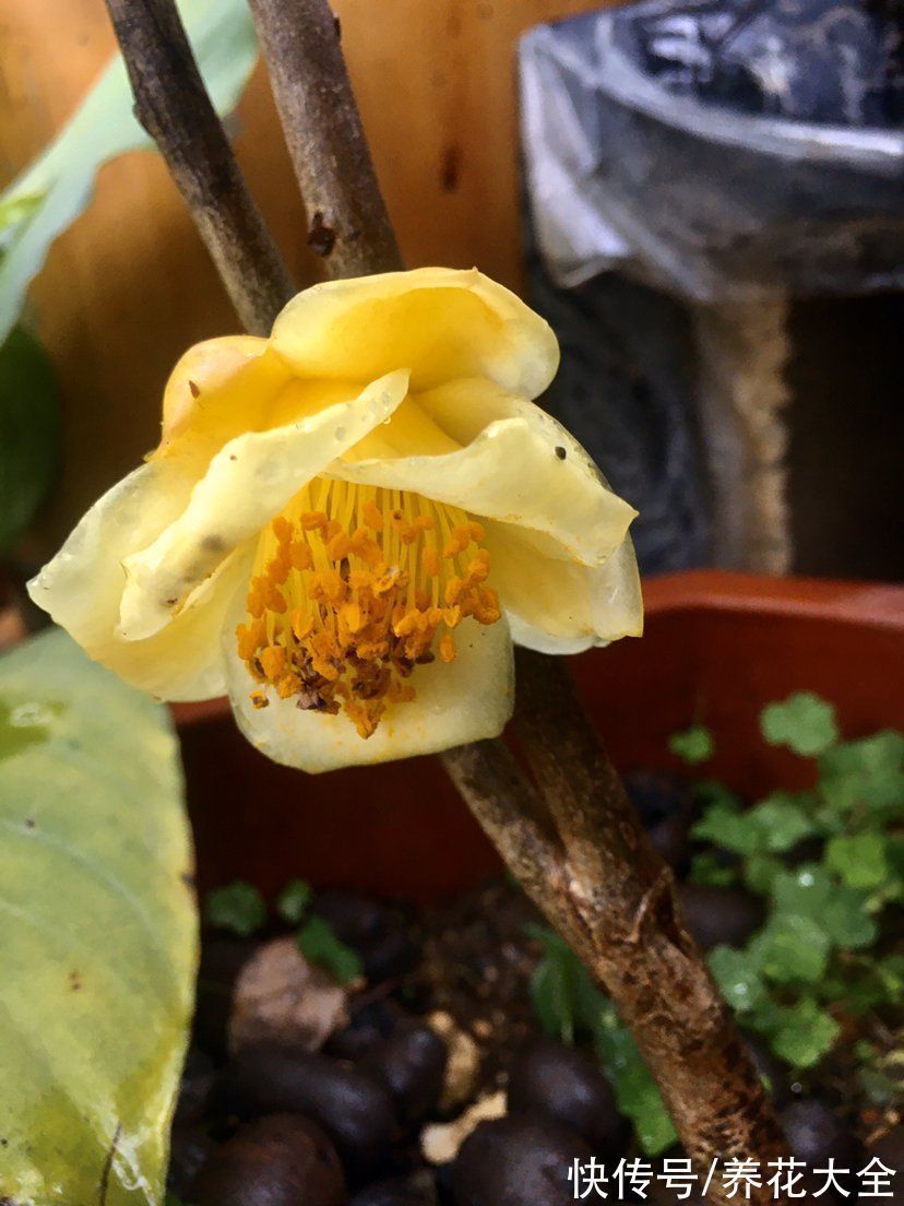 宝莲灯|6种“昂贵花”,工薪族一般都舍不得买,只能刷刷图片解馋