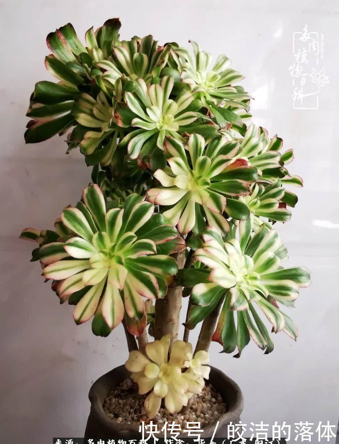 广东的冬天是多肉的春天,时间是最好的魔法师!