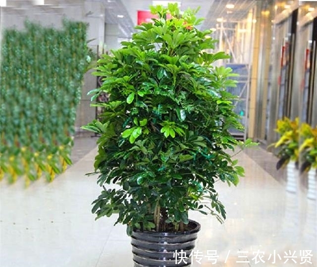 风水|阳台养花要“讲究”,这3种“再丑”也要养一盆,镇宅又旺运