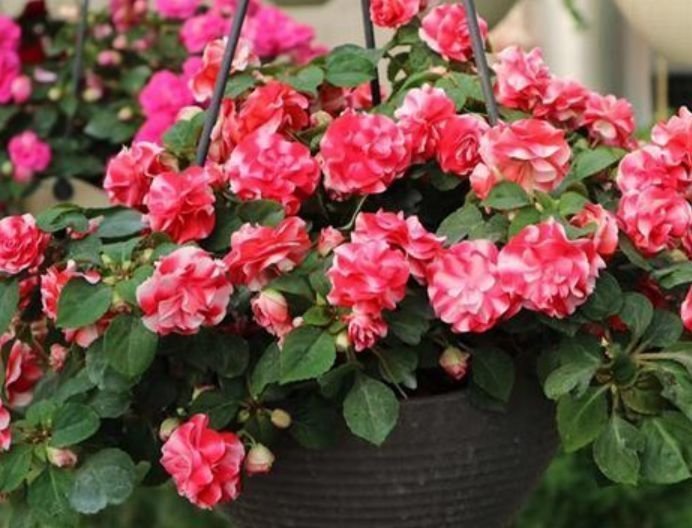 聪明人都养4种花，寓意好作用多，空气清新又旺财，很实用！