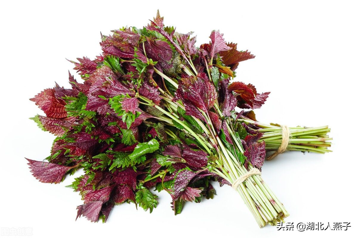 野菜|49种野菜大图片，带你见识不同的野菜和吃法，你想要的野菜这里有