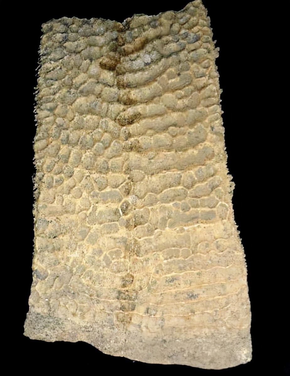 专家们|殷墟大墓曾出土一个鼍鼓,古人制鼓为何不去甲片,让人至今想不通