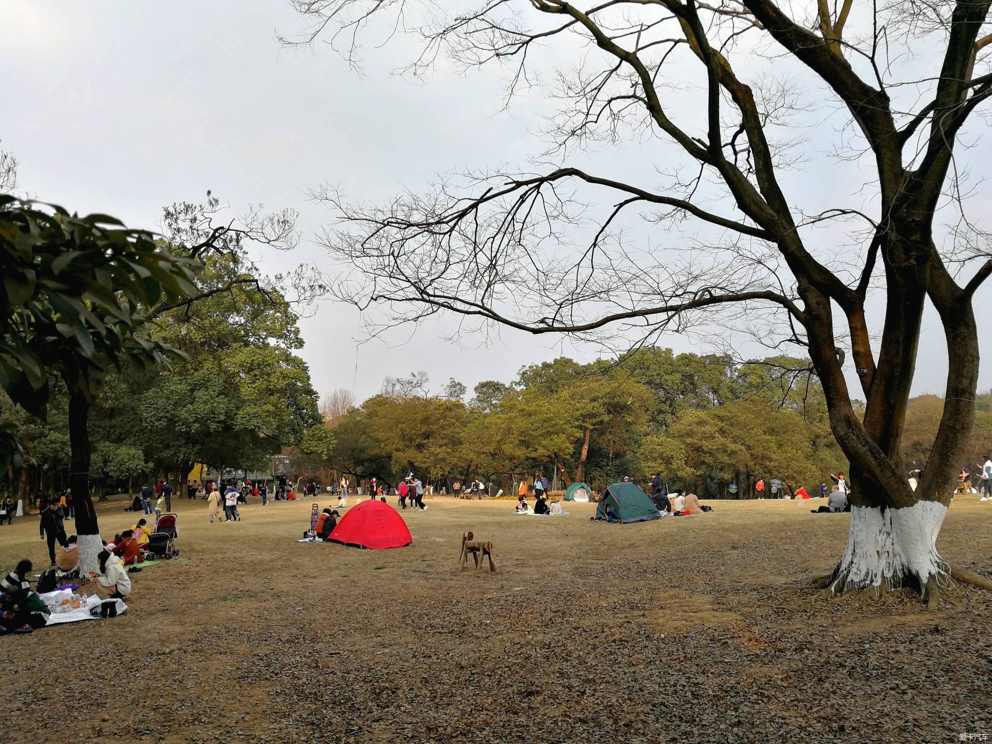 中年|大年初一的成都植物园