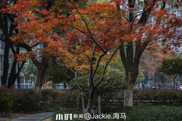 摄友|你在北方的冬天里看雪景，我在南方的冬天里看秋景