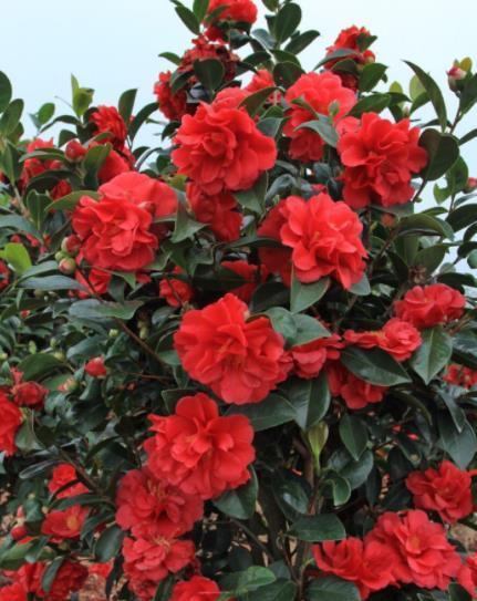 秋天|秋天定要养棵四季茶花,花大色艳美极了,一次能开20朵,值得拥有