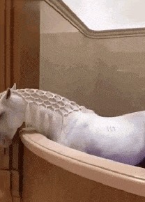 |搞笑GIF: 看着都觉得尴尬 下次就别在这种场合秀身材了