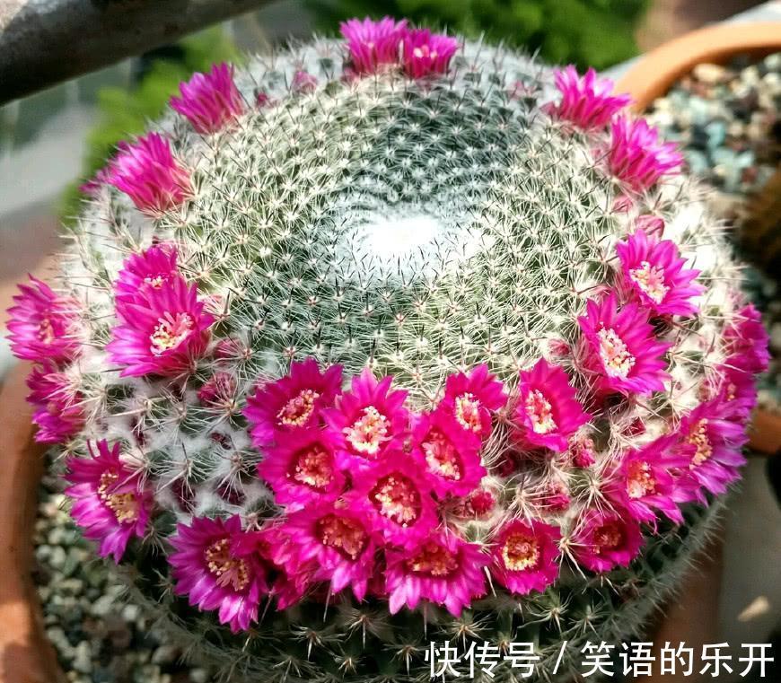 适合“干养”的11种花，天冷更加要控水，不然难过冬