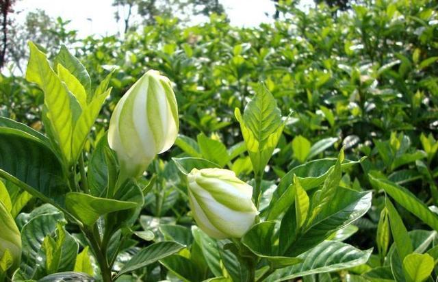 养护|栀子花开花了,花期养护注意几点,花期长而且不掉苞