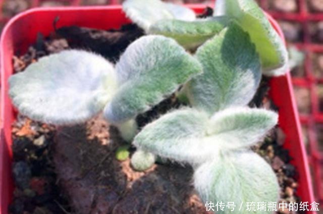 娇艳|断崖女王,多肉里的“三项全能选手”,做好3点,花开又多又娇艳