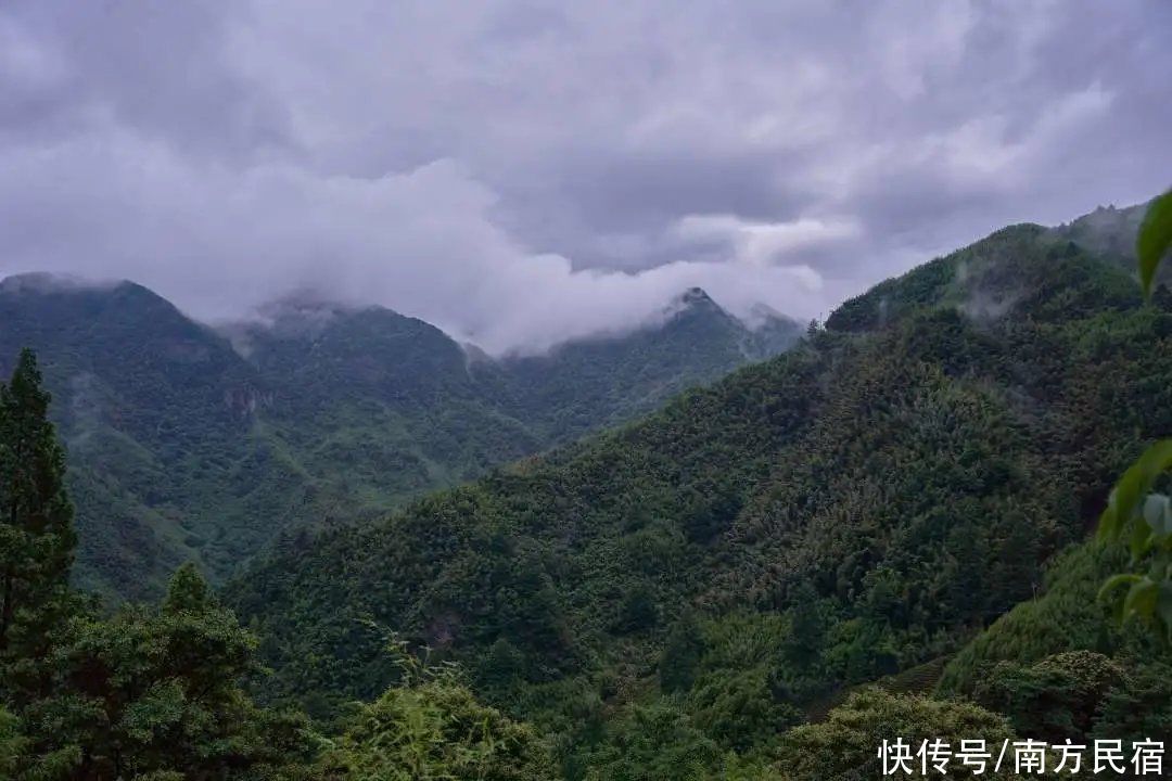 深山峡谷|藏于安吉深山峡谷的老树林避暑民宿，举目皆是绿野丨老树林