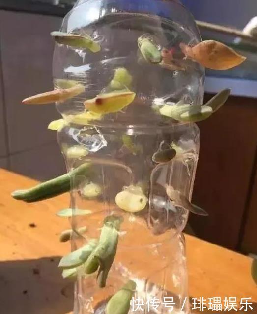 多肉养殖,就用这1种“神器”,植株生根快,长得“翠绿欲滴”