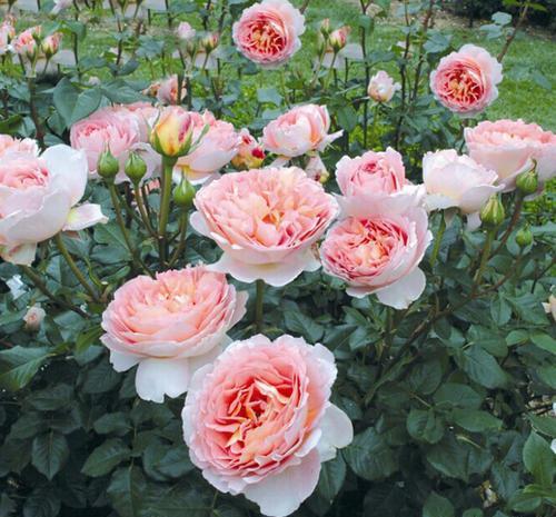 藤本|不容错过的6种藤本月季,养两年爬满墙,长势旺开花美,真过瘾