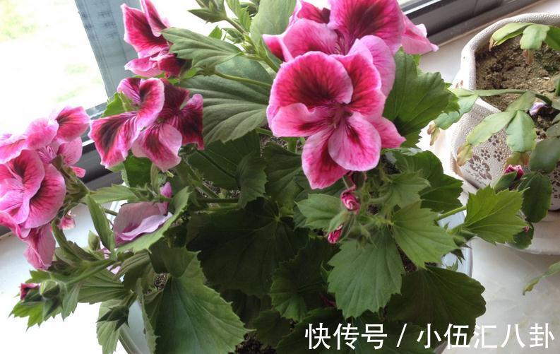 白醋|怎么用鸡蛋壳养花?掌握住注意事项,不花钱就养啥都不缺肥