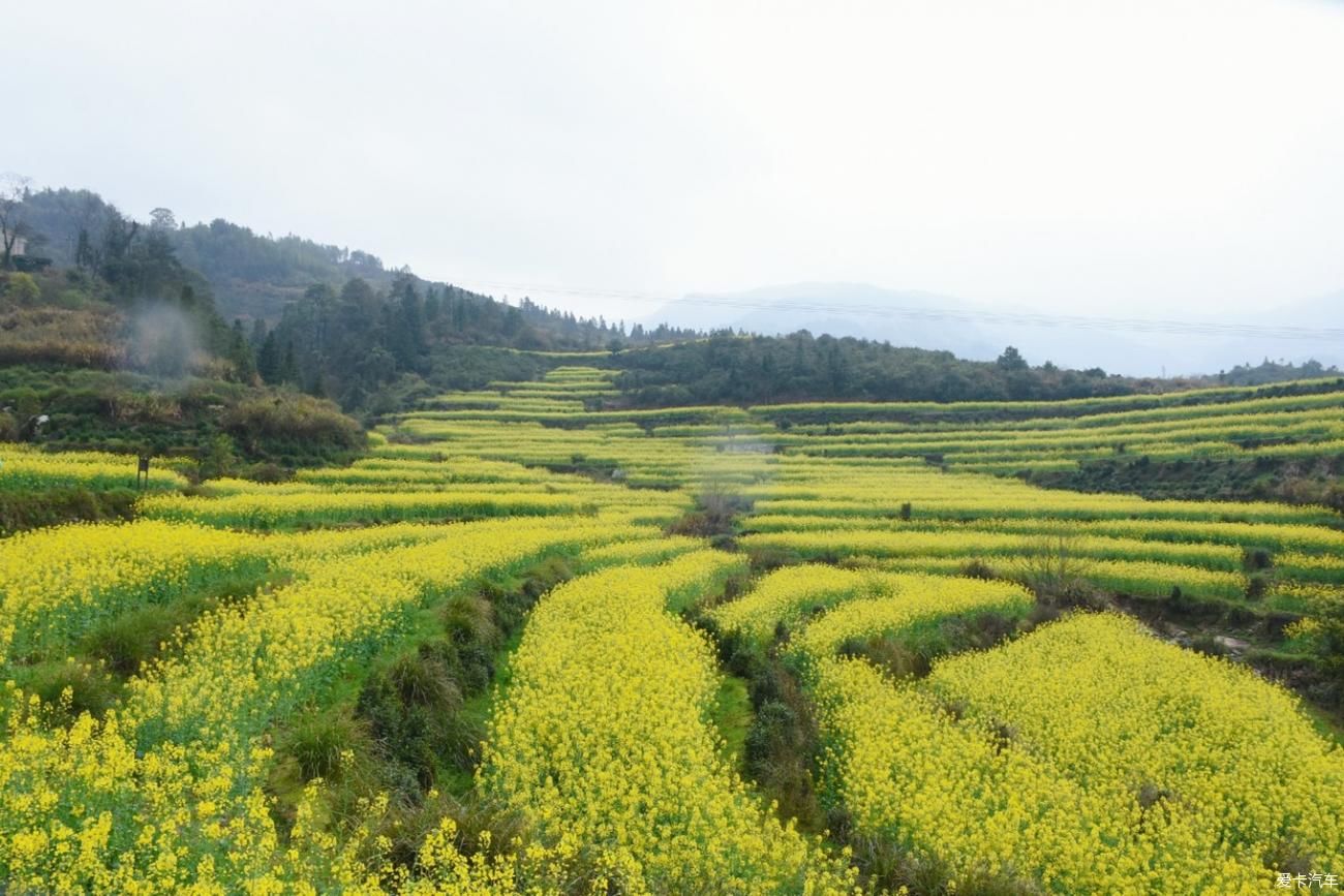 婺源|【春到婺源】记得住乡愁，江岭上开遍油菜花。