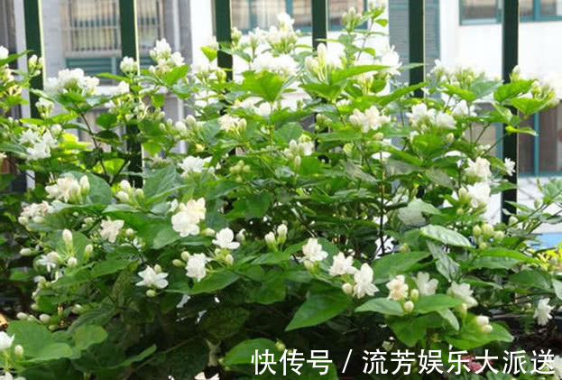 茉莉花|养栀子花、茉莉花,学会关键“1招”,不黄叶、不掉蕾,花开满枝