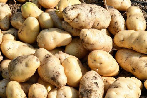 保存|保存土豆原来这么简单，老农教您一诀窍，放久了不发芽也不变色
