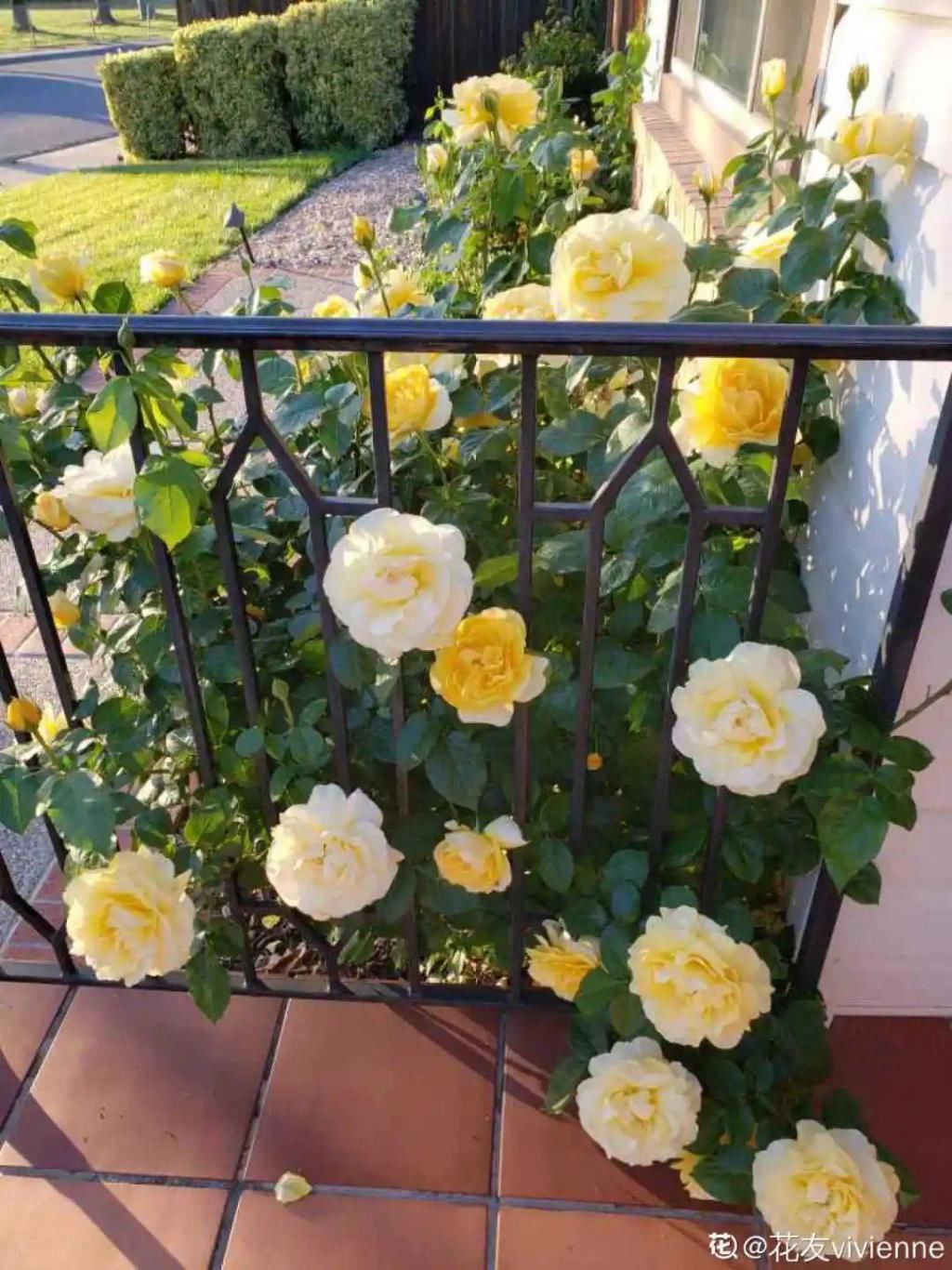 大门口种的花，开花好看，回忆满满