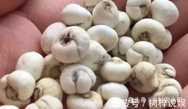 巫师|告诉家乡人,山中遇见此草,请别摘掉,目前1000多元一斤