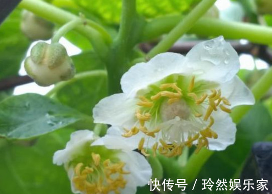 全家|好吃的“猕猴桃”别买了,在家种一棵,果子挂满树,全家人都够吃