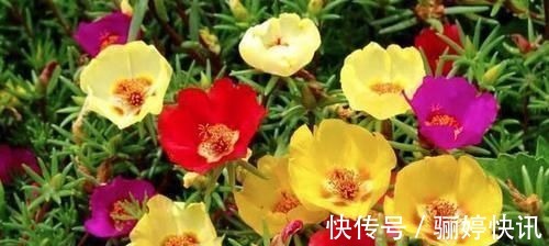 肝气不舒|长期失眠不用愁,白开水加它,疏肝解郁缓解压力,一觉睡到大天亮