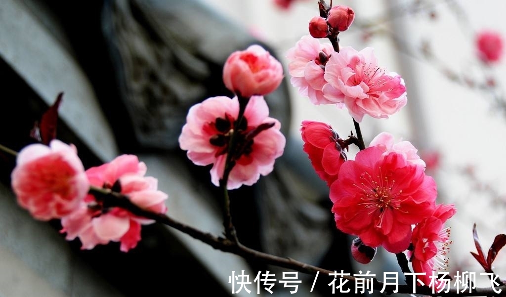 幽斋@蝶恋花·贺岁(竹榭)