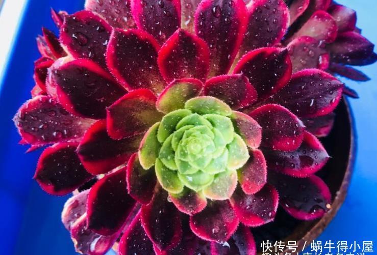 多肉嘉年华法师平常十分低调，但养出状态后它的颜值不输任何多肉