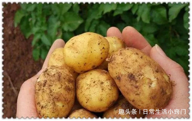 泡过土豆丝的水，别着急倒掉！家家户户都用得到，一年能省不少钱