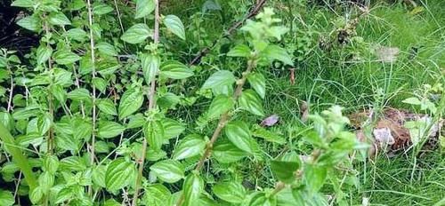 农村常见的“人参根”，原来有这么多功效，以后见到要珍惜！